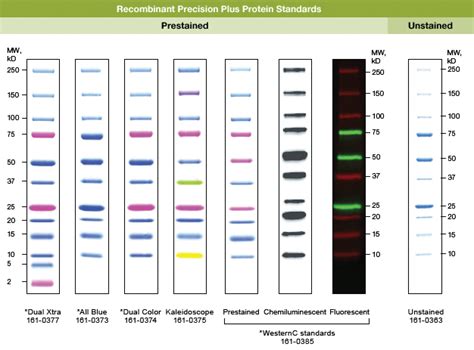 precision protein ladder|Protein Standards & Ladders 